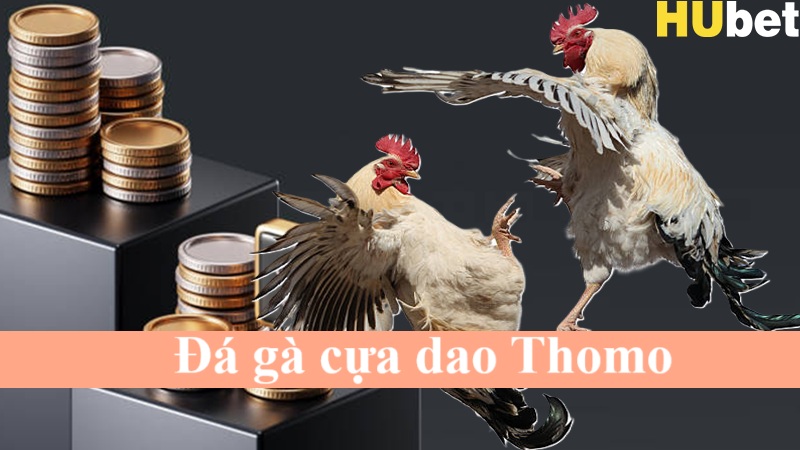 Đá gà cựa dao Thomo